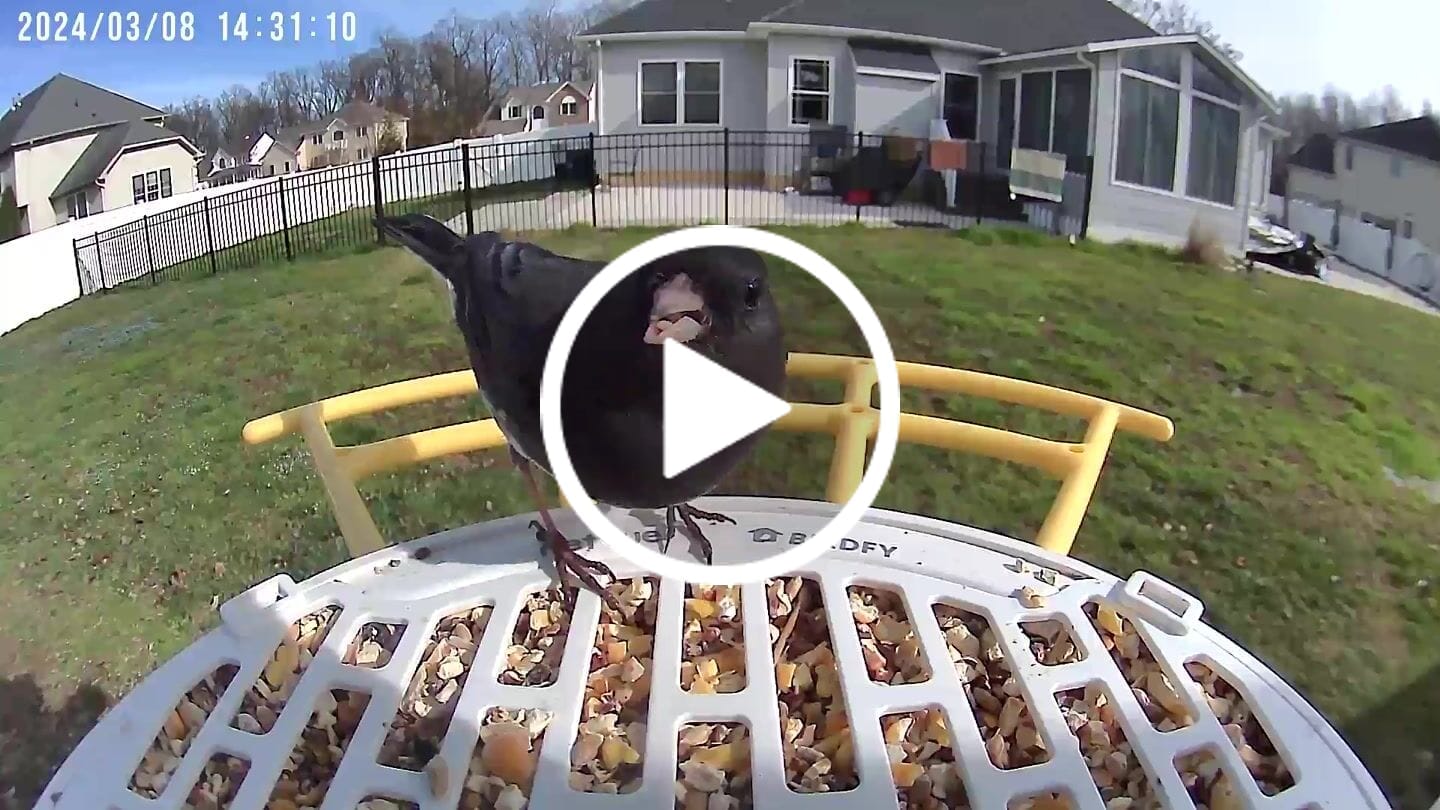 Customer video review of Birdfy Bird Seed Guard