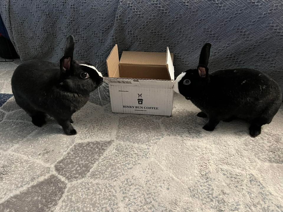 Customer photo review of Breakfast Blend (Bean)