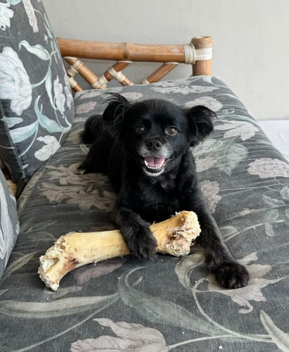 Customer photo review of Ostrich Hip Bone. Long-lasting, Natural Dog Gnaw Treat by Savannah Pet Food