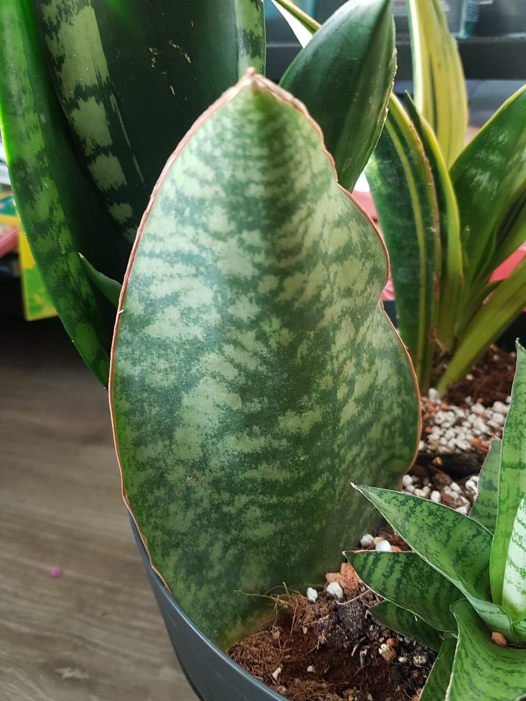 Customer photo review of SANSEVIERIA GRANDIS