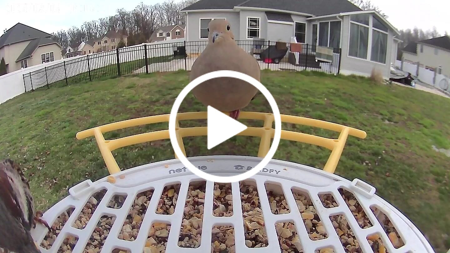 Customer video review of Birdfy Pro Perch Extension
