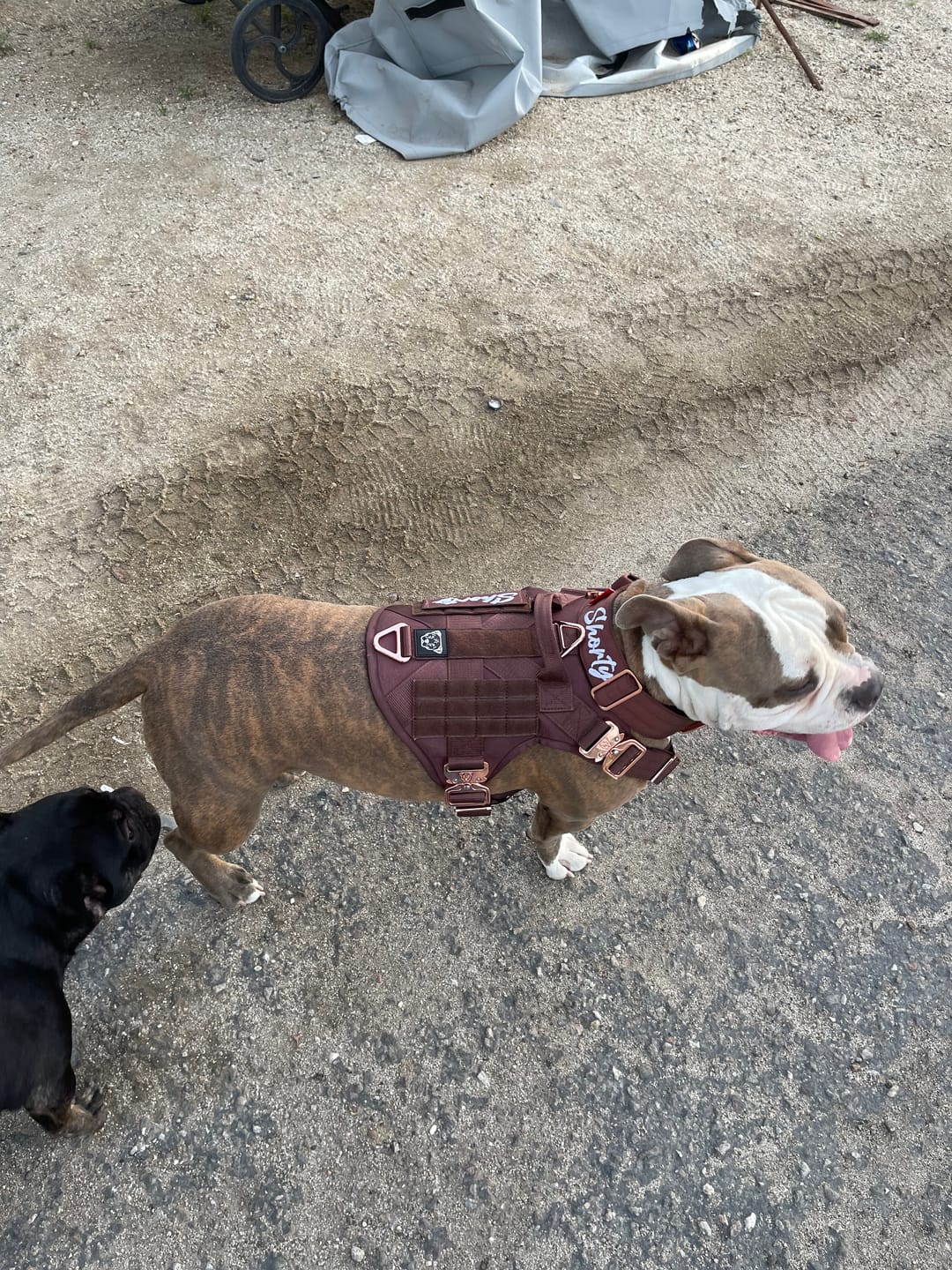 Customer photo review of 2" Tacti Luxe Dog Collar - Rose Gold - Chocolate