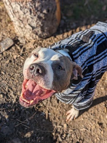 Customer photo review of Playa Poncho - Surprise Color