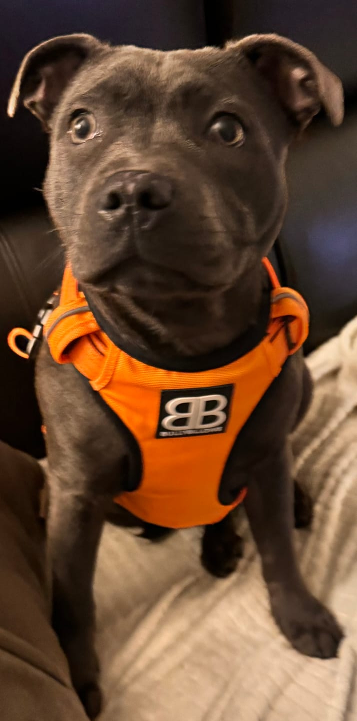 Customer photo review of Premium Comfort Harness | Non Restrictive & Adjustable - Orange v2.0