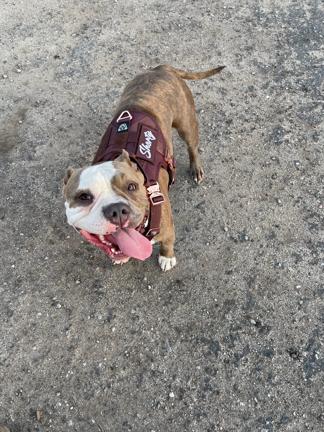 Customer photo review of HNTR 3.0 Dog Harness - Chocolate