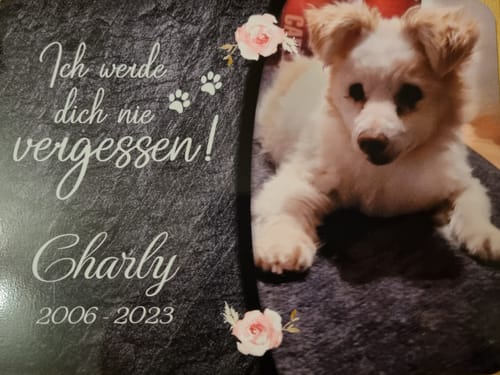 Customer photo review of Hunde Gedenktafel mit Foto & Spruch (UV- &  Wetterfest)
