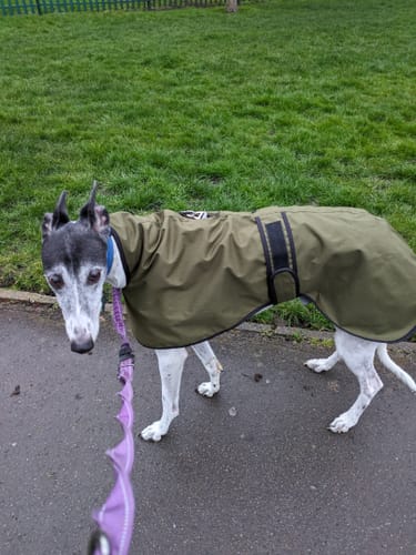 Customer photo review of Regna - Lightweight Summer Sighthound Coat with Harness Hole Zip
