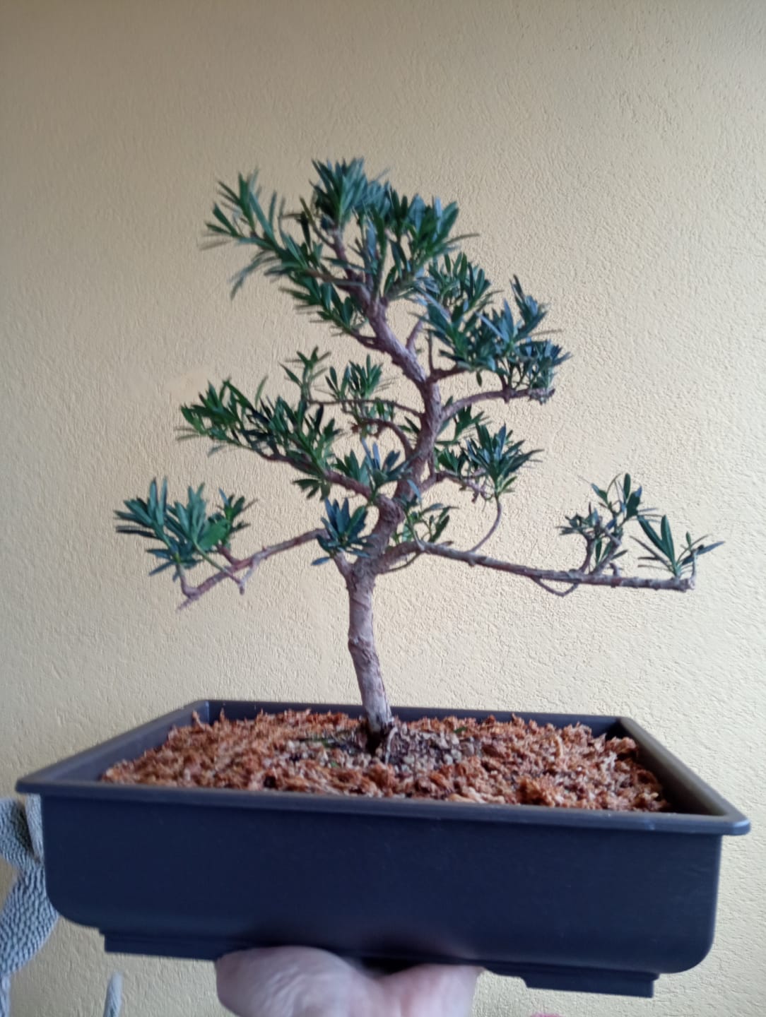 Customer photo review of VASI BONSAI PLASTICA RIGIDA PROFESSIONALI
