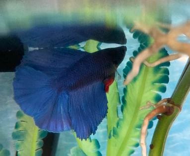 Customer photo review of Super Blue Halfmoon Male Betta Fish