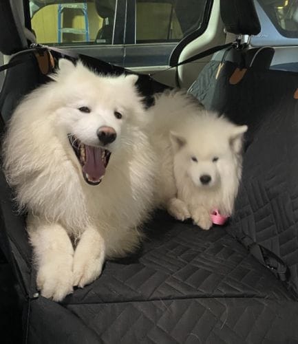 Customer photo review of Housse de Protection de Siège Arrière de Voiture Impénétrable