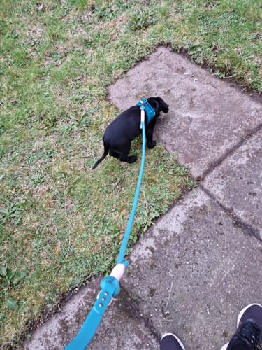 Customer photo review of 4ft Rope Lead - Teal and Pink