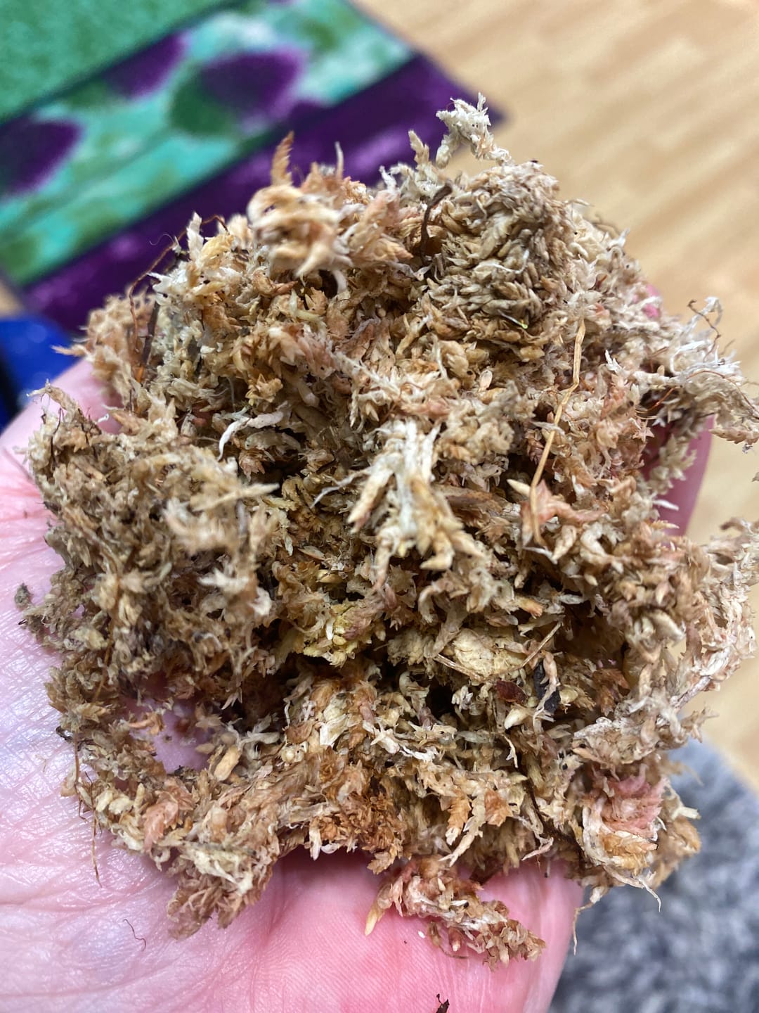 Customer photo review of SUBSTRAT - SPHAGNUM MOOS