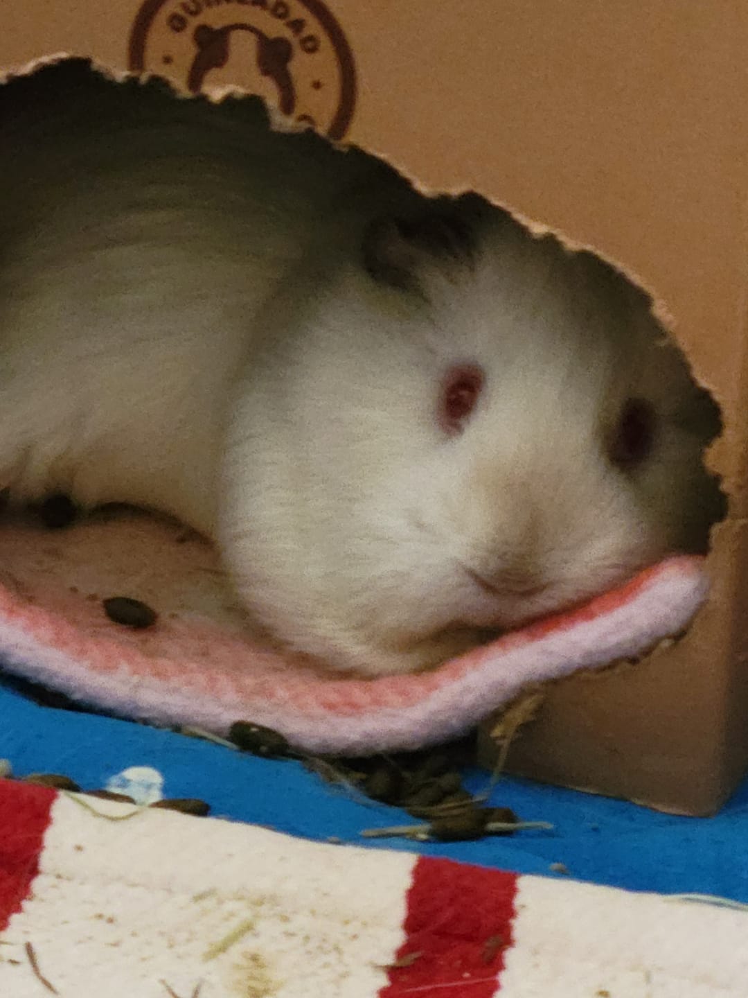 Customer photo review of Crunchy Condo (3 Pack)