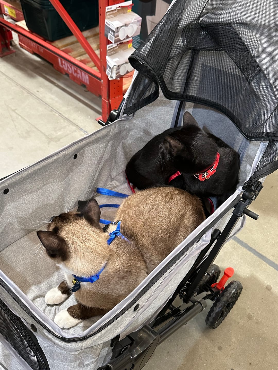 Customer photo review of PaWz Pet Dog Stroller Pram 4 Wheels