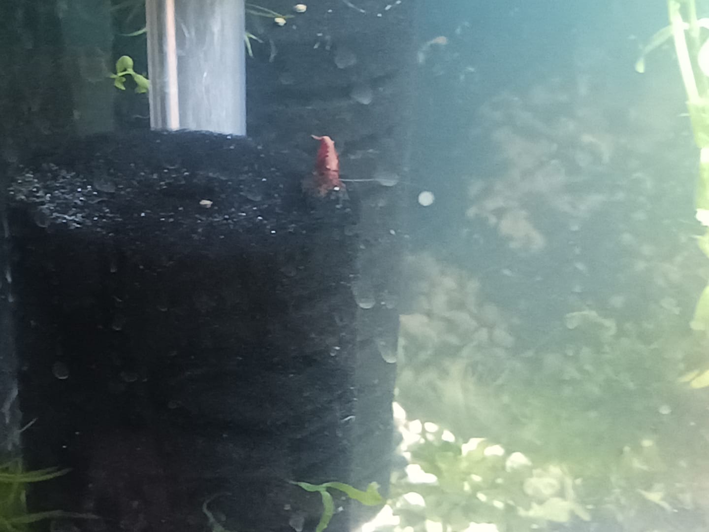 Customer photo review of Sponge Filter