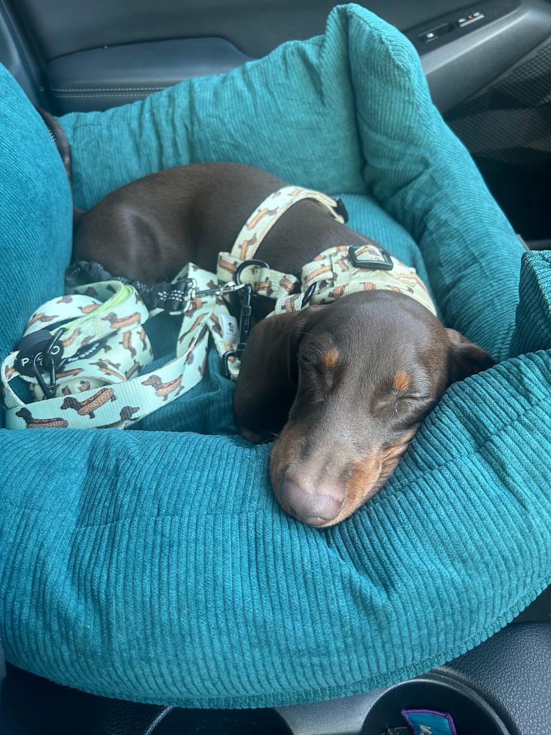 Customer photo review of PaWz Dog Car Booster Seat