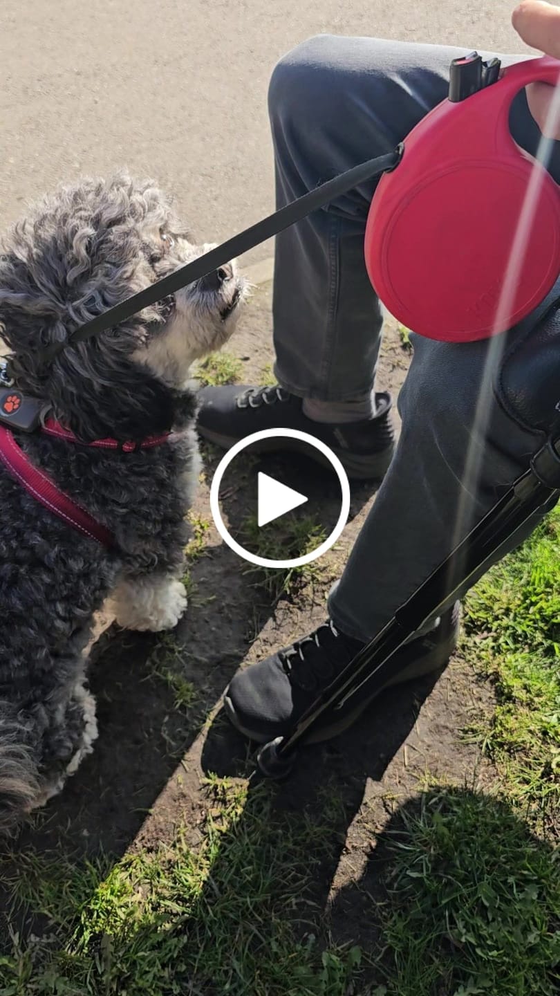 Customer video review of No Shock, Stop Barking Bundle