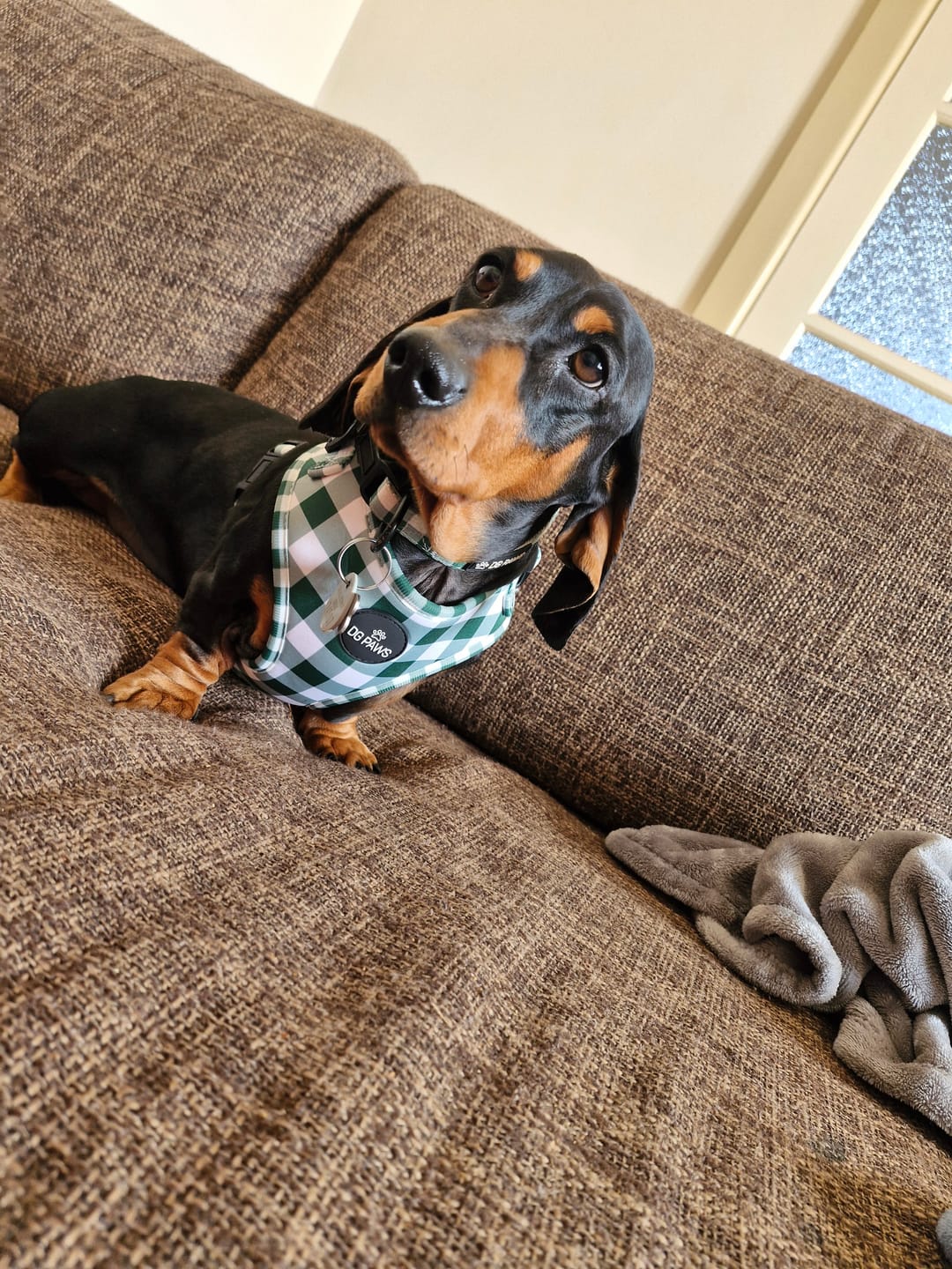 Customer photo review of Hunter Dog Harness