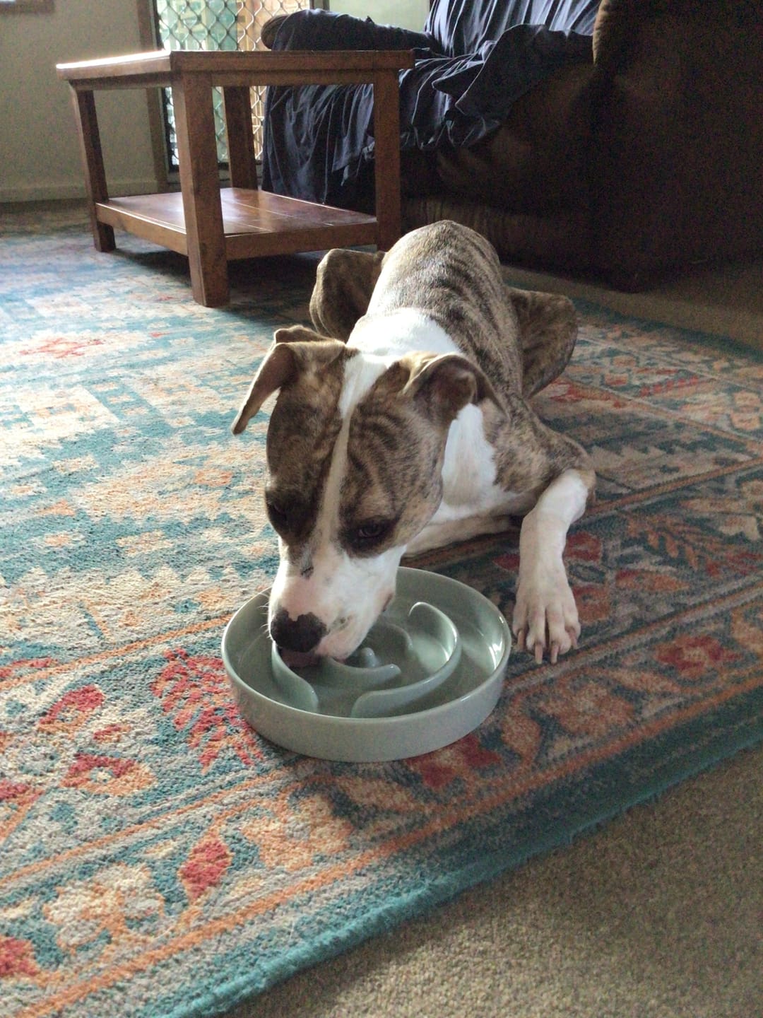 Customer photo review of Ceramic Slow Feeder Pet Bowl for Dogs and Cats