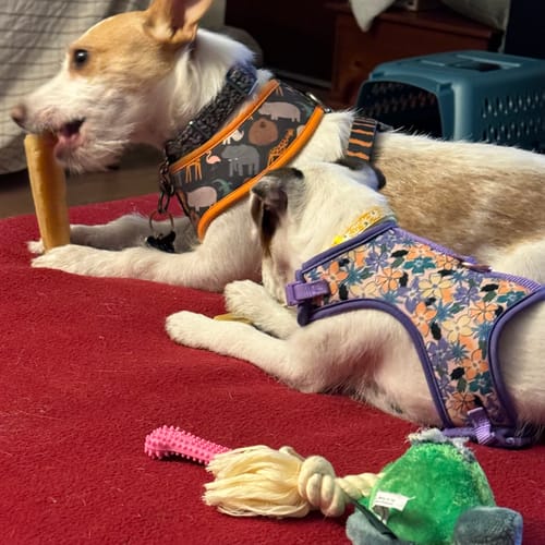 Customer photo review of MIX FLAVORED CHEWS ( A PACK OF 4 STICKS )