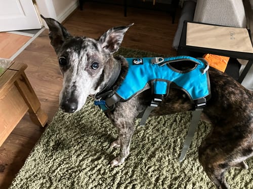 Customer photo review of Sighthound Escape Proof Harness