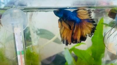 Customer photo review of Mustard Gas Blue Halfmoon Male Betta Fish