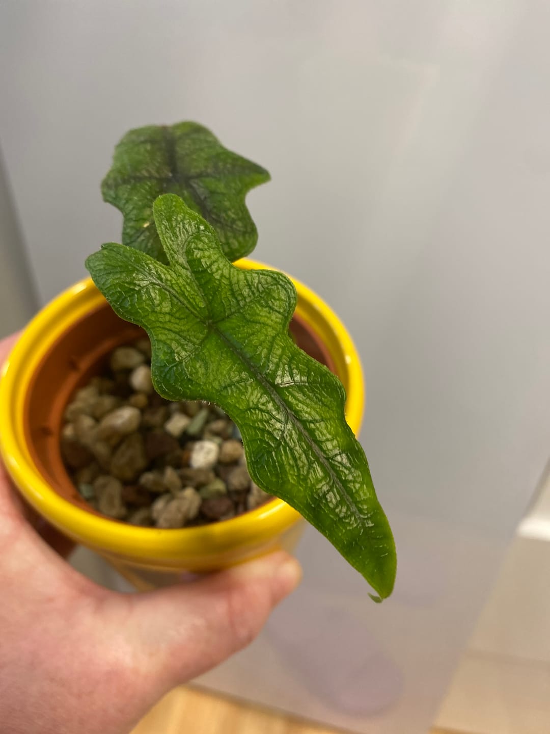 Customer photo review of ALOCASIA JACKLYN