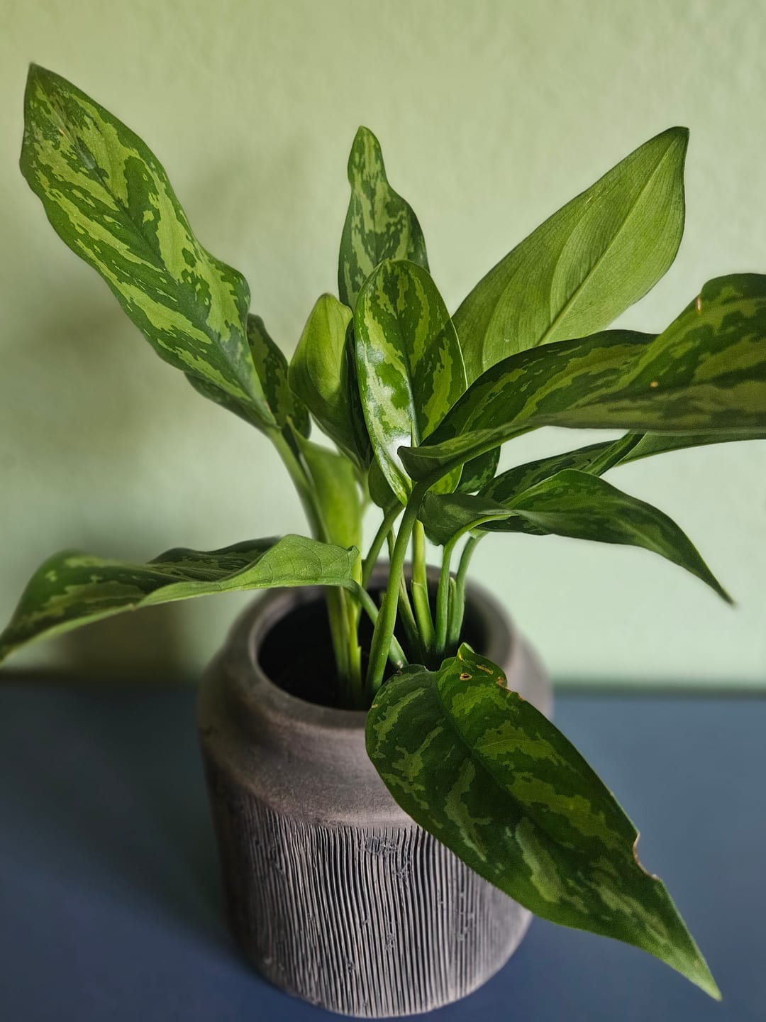 Customer photo review of Aglaonema 'Maria'