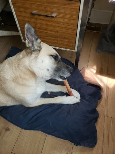 Customer photo review of 10-12 Inch Standard Collagen Wrapped in Bully Stick