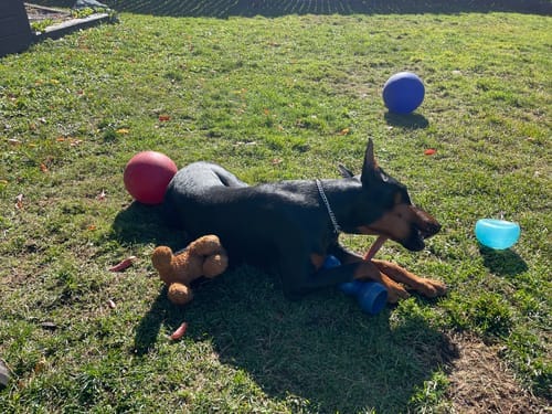 Customer photo review of 10-12 Inch Standard Collagen Wrapped in Bully Stick