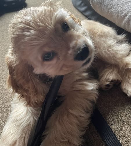 Customer photo review of 10-12 Inch Standard Collagen Wrapped in Bully Stick