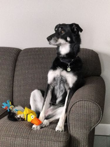 Customer photo review of 10-12 Inch Standard Collagen Wrapped in Bully Stick