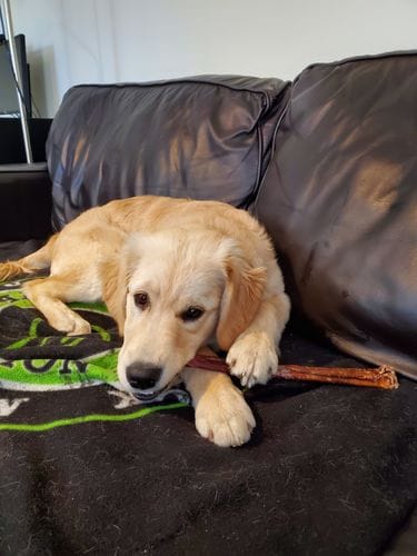 Customer photo review of 10-12 Inch Standard Collagen Wrapped in Bully Stick