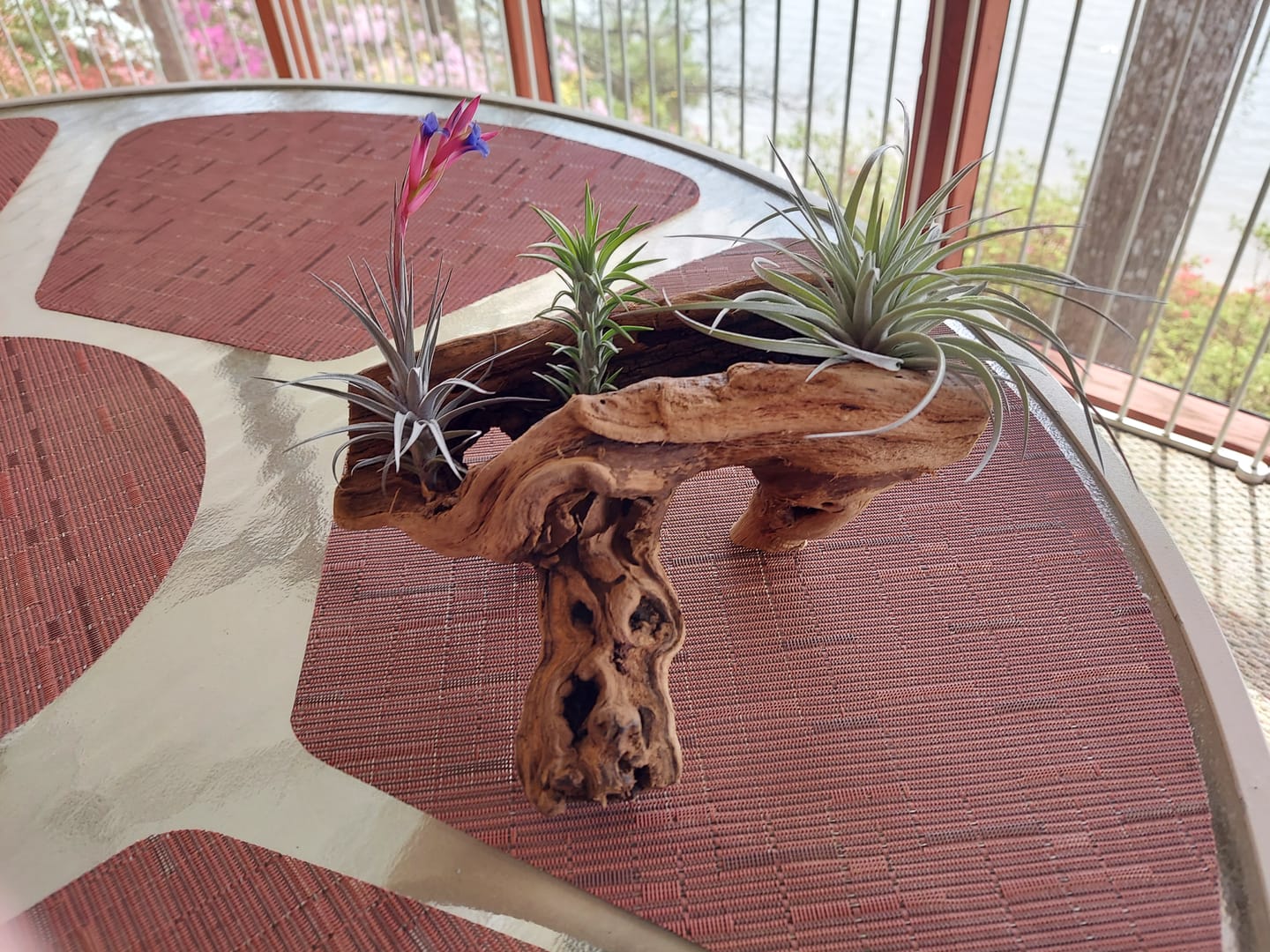 Customer photo review of 3 Air Plants & Fertilizer  Great Starter Mix