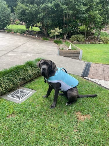 Customer photo review of Dog Life Jacket