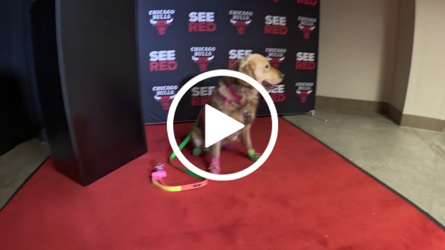 Customer video review of Memphis Leash