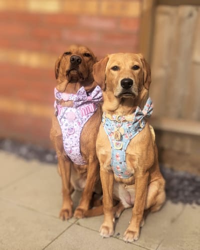 Customer photo review of Tough Trails™ Harness - Piglet