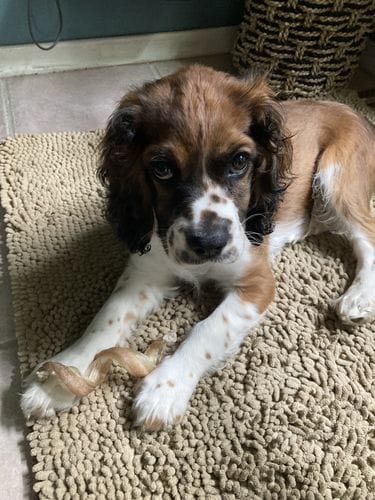 Customer photo review of 10-12 Inch Standard Collagen Wrapped in Bully Stick