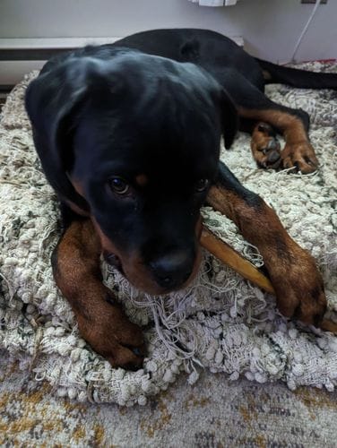 Customer photo review of 10-12 Inch Standard Collagen Wrapped in Bully Stick