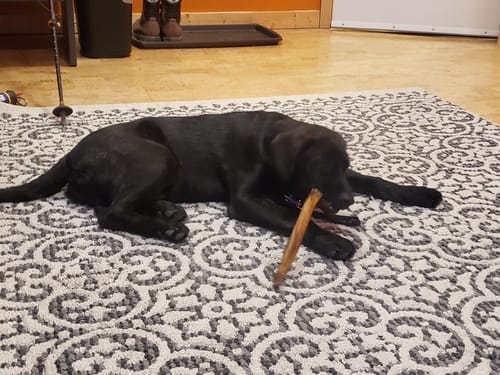 Customer photo review of 10-12 Inch Standard Collagen Stick