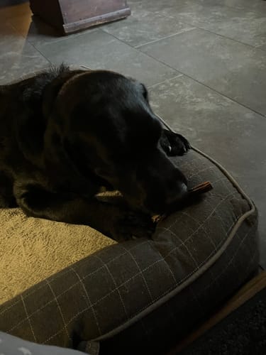 Customer photo review of 10-12 Inch Standard Collagen Wrapped in Bully Stick