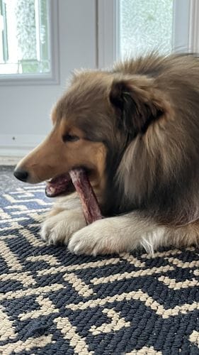 Customer photo review of 10-12 Inch Standard Collagen Wrapped in Bully Stick