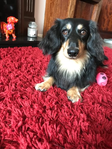 Customer photo review of Grain-Free Duck with Sweet Potato & Orange (Small Kibble)