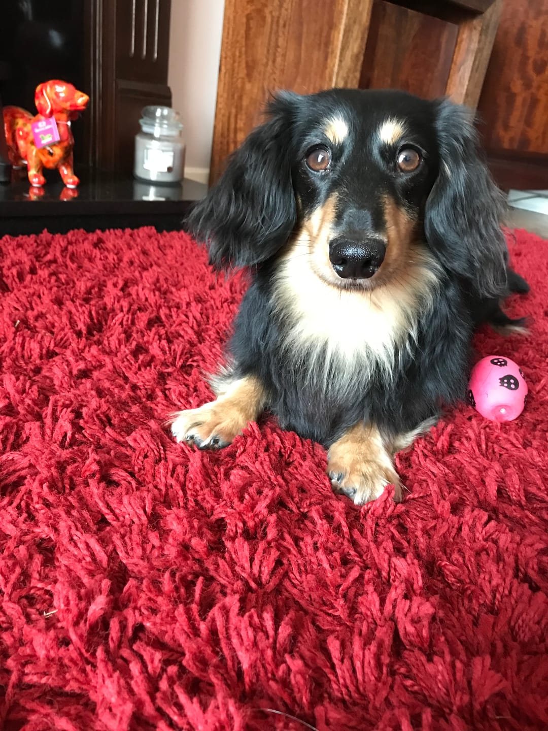 Customer photo review of Grain-Free Duck with Sweet Potato & Orange (Small Kibble)