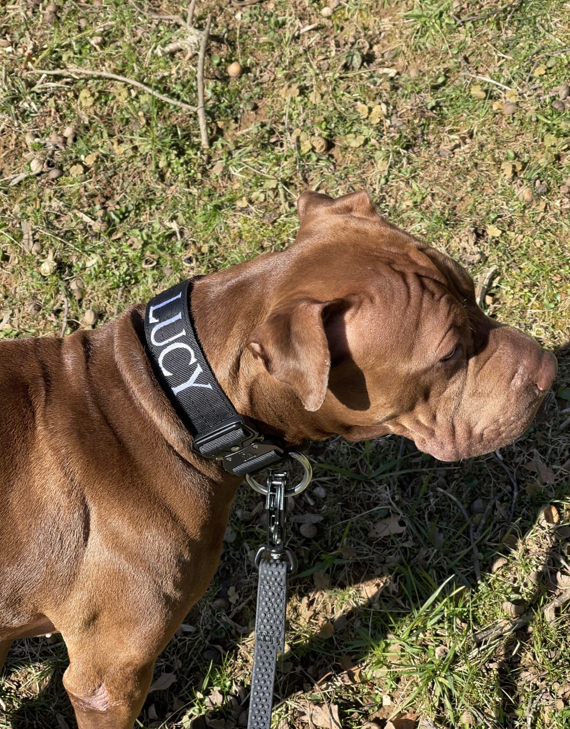 Customer photo review of 1.5" Tacti Slim Dog Collar- Black