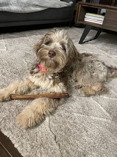 Customer photo review of 10-12 Inch Standard Collagen Wrapped in Bully Stick