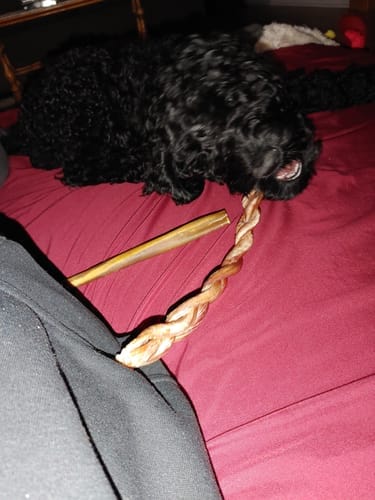 Customer photo review of 10-12 Inch Standard Collagen Stick