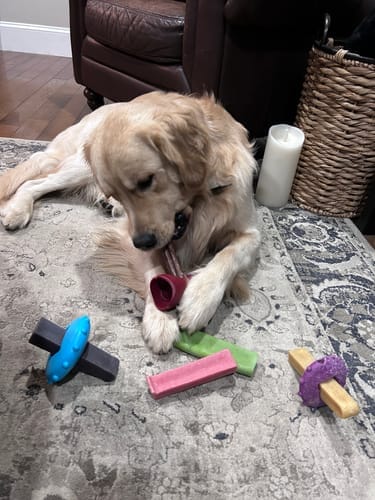 Customer photo review of 10-12 Inch Standard Collagen Wrapped in Bully Stick
