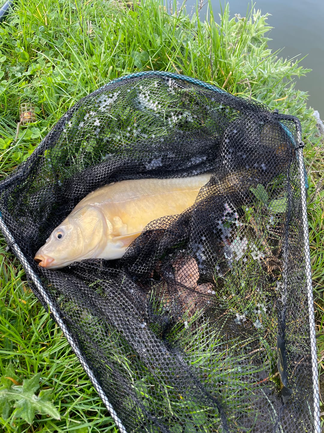 Customer photo review of FLAVOURED PELLETS 1kg