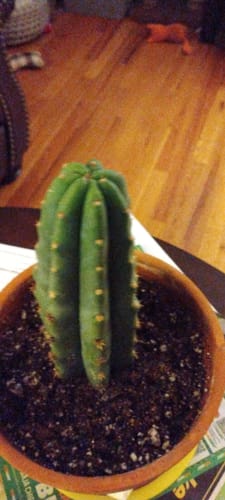Customer photo review of San Pedro Cactus | Echinopsis (Trichocereus) pachanoi